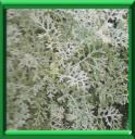 SENECON MARITIME - SENECIO CINERARIA ou MARITIMA