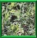 SERPENTINE - ARTEMISIA DRANUNCULUS