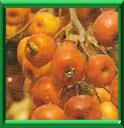 SORBIER DOMESTIQUE - SORBUS DOMESTICA