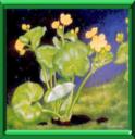 SOUCI D'EAU - CALTHA PALUSTRIS