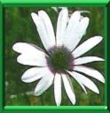 SOUCI PLUVIAL - DIMORPHOTECA ou OSTEOSPERMUM PLUVIALIS