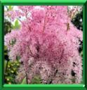 SPIREE ULMAIRE - FILIPENDULA ULMARIA