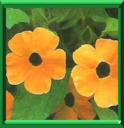 SUZANNE AUX YEUX NOIRS - THUNBERGIA ALATA