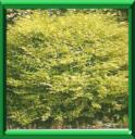 SYMPHORINE - SYMPHORICARPOS