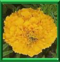 TAGETE ERIGE - TAGETES ERECTA