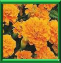 TAGETE ETALE - TAGETES PETULA