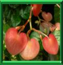 TAMAYA - BEGONIA MACULATA