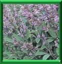 THE DE PROVENCE - SALVIA OFFICINALIS