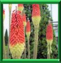 TISON DE SATAN - KNIPHOFIA