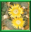 TITANOPSIS - TITANOPSIS