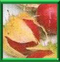 TOMATE LITCHI - SOLANUM SISIMBRYFOLIUM ou BALBISI