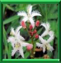 TREFLE D'EAU - MENYANTHES TRIFOLIATA