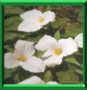 TRILLE - TRILLIUM