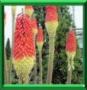 TRITOME - KNIPHOFIA