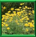 TROLLE D'EUROPE - TROLLIUS EUROPAEUS