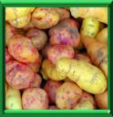 TRUFFETTE ACIDE - OXALIS TUBEROSA
