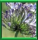 TUBEREUSE BLEUE - AGAPANTHUS