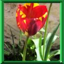 TULIPE - TULIPA
