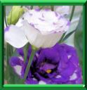 ROSE JAPONAISE - EUSTOMA GRANDIFLORUM ou RUSSELLANUM