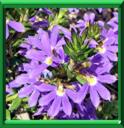 SCAEVOLA - SCAEVOLA AEMULA