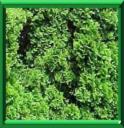 THUYA D'OCCIDENT - THUJA OCCIDENTALIS