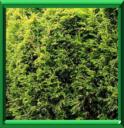 THUYA GEANT DE CALIFORNIE - THUJA PLICATA