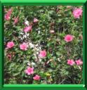 ROSE DE CHINE - HIBISCUS ROSA SINENSIS