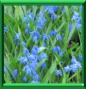 SCILLE DE SIBERIE - SCILLA SIBERICA ou SIBIRICA