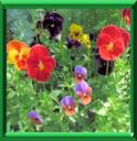 SALPIGLOSSIS - SALPIGLOSSIS SINUATA