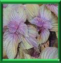 SHISO - PERILLA TRUTESCENS