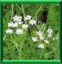 SILLON CUMIN - CUMINUM CYMINUM