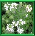 ROMARIN D'AUSTRALIE - WESTRINGIA FRUTICOSA