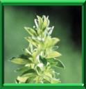 THE SAUVAGE - ORIGANUM VULGARE