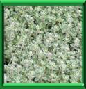 THYM CITRON - THYMUS X CITRIODORUS
