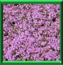 THYM DE CORSE - THYMUS HERBA-BARONA