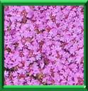 THYM SAUVAGE - THYMUS SERPYLLUM