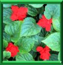 SAUGE ECLATANTE - SALVIA SPLENDENS