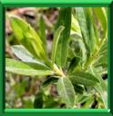SAULE A FEUILLES DE ROMARIN - SALIX ROSMARINUS