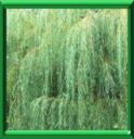 SAULE DE BABYLONE - SALIX BABYLONICA