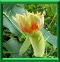 TULIPIER DE VIRGINIE - LIRIODENDRON TULIPIFERA