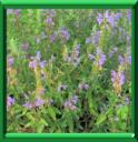 THE DES JARDINS - DRACOCEPHALUM MOLDAVICA