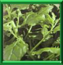 TETRAGONE CORNUE