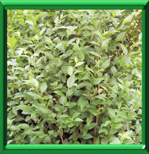 Glossy Privet Photos Glossy Privet Images Alamy