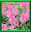 Veiltheimia ou veltheimia bracteata