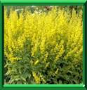 SOLIDAGO - VERGE D'OR