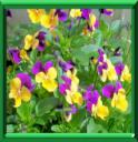VIOLETTE CORNUE - VIOLA CORNUTA