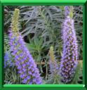 Vipérine de Madère - echium candicans ou fastuosum