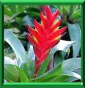 VRIESEA
