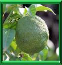 YUZU - CITRUS JUNOS