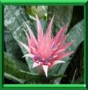 VASE D'ARGENT - AECHMEA FASCIATA